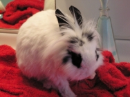 (2009-03) Peluche prend son bain